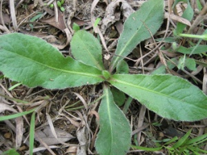 ��ص��Ĺ�Ч������