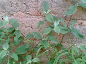 ��ţ�ߵĹ�Ч������