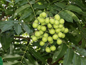 ľ�����Ĺ�Ч������