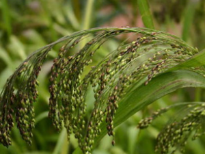 ˮɇ���Ĺ�Ч������