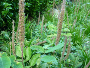 �ù�β�Ĺ�Ч������