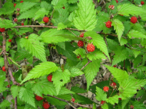 ���ݺ{�Ĺ�Ч������