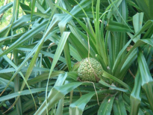 ·���{�Ĺ�Ч������