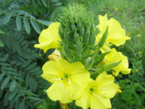 ɽ֥��Ĺ�Ч������