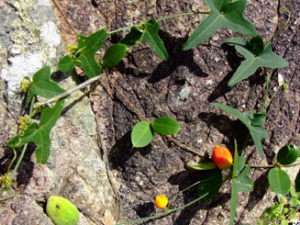 �������Ĺ�Ч������