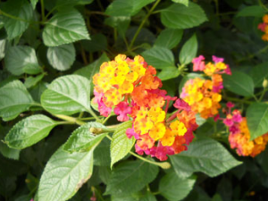 ����ݵĹ�Ч������