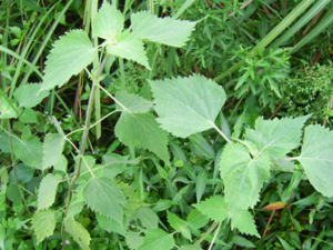 ϡǩ�ݵĹ�Ч������