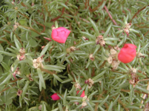 ��֦���Ĺ�Ч������