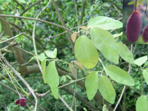 �������Ĺ�Ч������