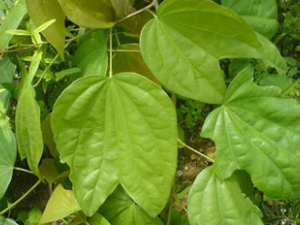 �������Ĺ�Ч������