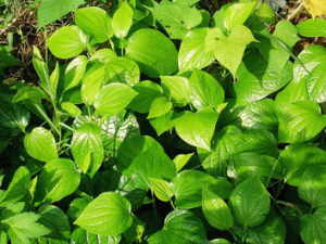 ���X�Ĺ�Ч������