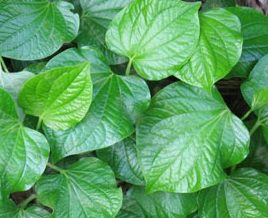 ���X�Ĺ�Ч������