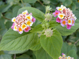 ɽ���ɵĹ�Ч������