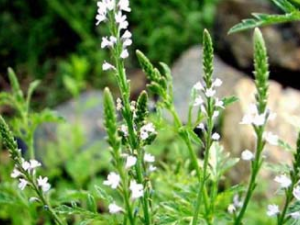 ���޲ݵĹ�Ч������