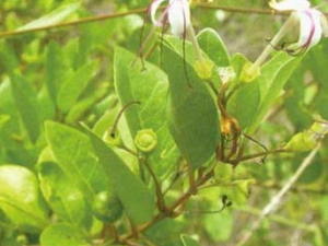 ��ɇ�Ĺ�Ч������