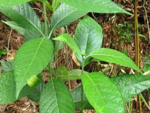 ���������Ĺ�Ч������