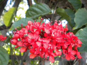 ������Ĺ�Ч������