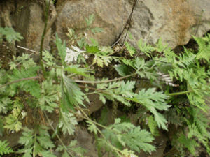 ��𲻻��Ĺ�Ч������