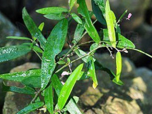 ϸ�𲻻��Ĺ�Ч������