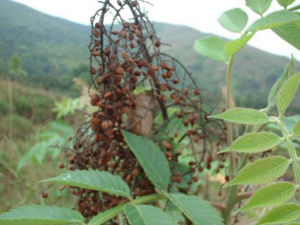 ��˪�صĹ�Ч������