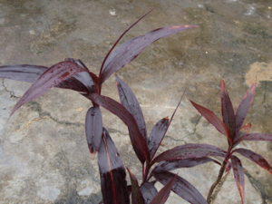 �������Ĺ�Ч������