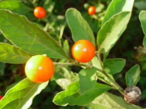 ��˿ź�Ĺ�Ч������