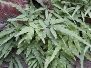 ��צ�Ĺ�Ч������