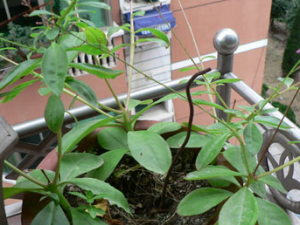 ���˲εĹ�Ч������