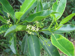 ɽ�۵Ĺ�Ч������