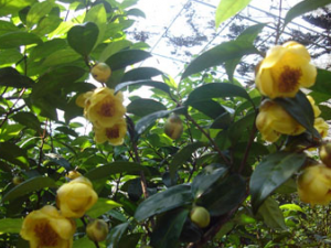 �ھյĹ�Ч������