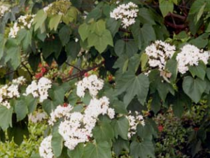 ͩ�͸��Ĺ�Ч������