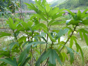 ��צ���Ĺ�Ч������