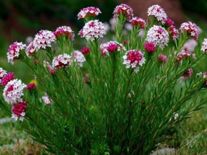 �Ƕ��Ĺ�Ч������