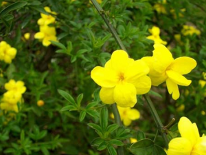 ���̵Ĺ�Ч������