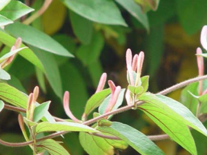 �̶��ٵĹ�Ч������