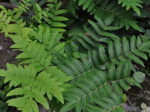 ��ݽ���ڵĹ�Ч������