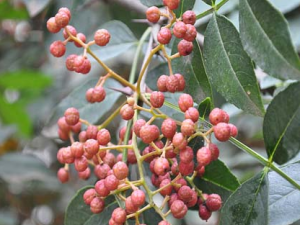 �����Ĺ�Ч������