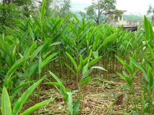 ���Ĺ�Ч������