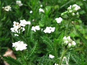 ��ݵĹ�Ч������