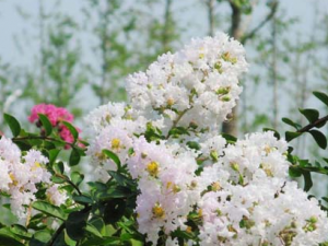 ��ޱ�Ĺ�Ч������