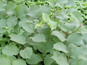 ���ȵĹ�Ч������