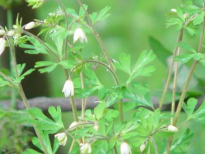 ����ӵĹ�Ч������