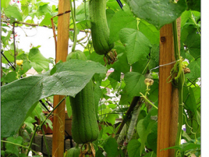 �߲�������ҥ