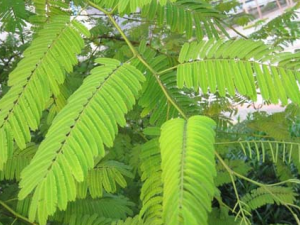 ����Ĺ�Ч������