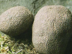 ����Ĺ�Ч������