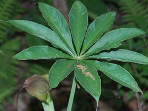 �����ǵĹ�Ч������