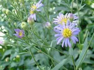 ���ҵĹ�Ч������