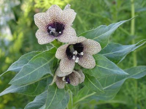 �����ӵĹ�Ч������