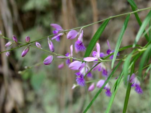 Զ־�Ĺ�Ч������