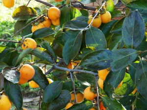 ���ٵĹ�Ч������